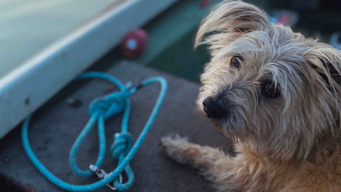 Kletterseilupcycling kleine Hunde NEWSEED