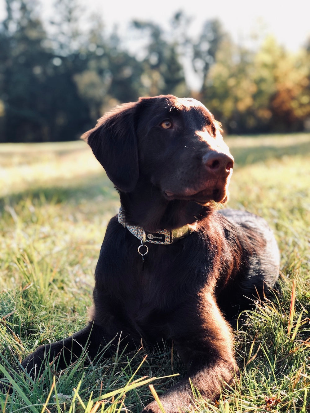 zubehör für hunde aus kletterseilen halsband und leine im set upcycling