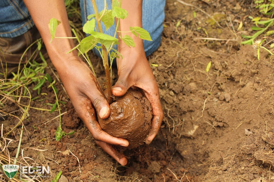 newseed pflanzt mit eden reforestation für ejde bestellung einen baum